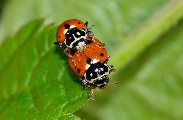 COCCINELLES