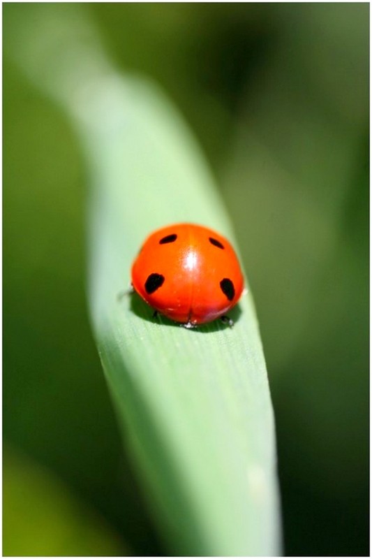 COCCINELLE