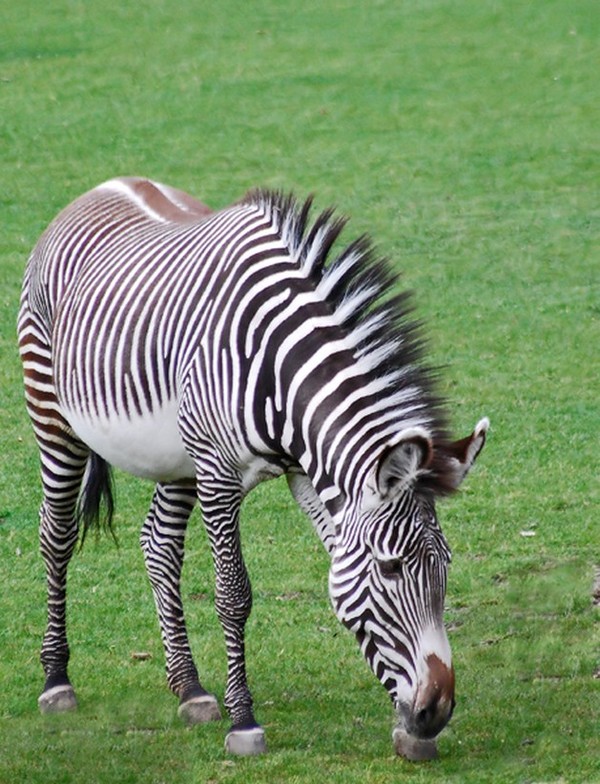 ZEBRE