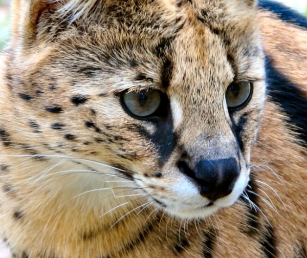 SERVAL