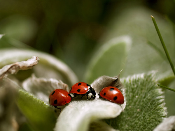 COCCINELLES