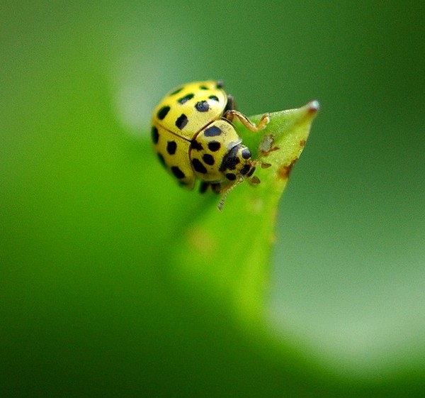 COCCINELLE