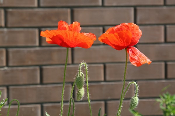 COQUELICOTS