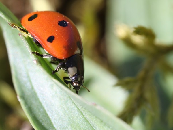 COCCINELLE