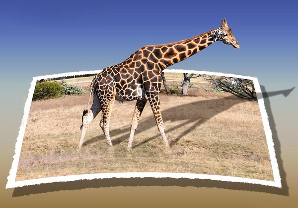 GIRAFE