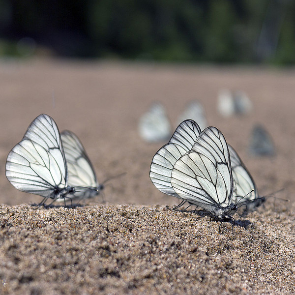 PAPILLONS