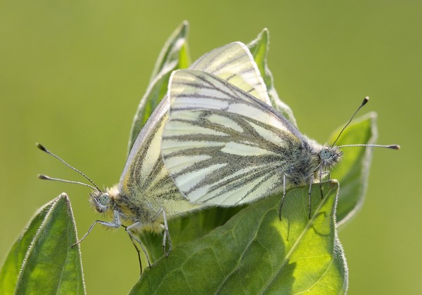 PAPILLONS