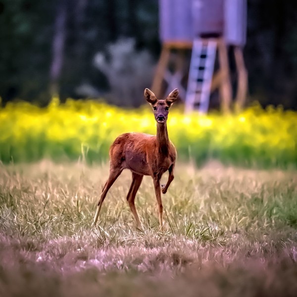 CERF BICHE