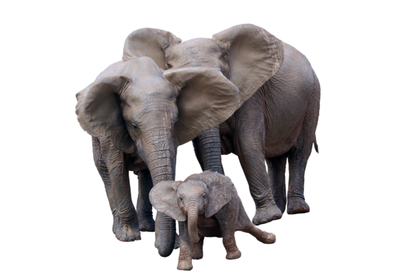 ELEPHANTS