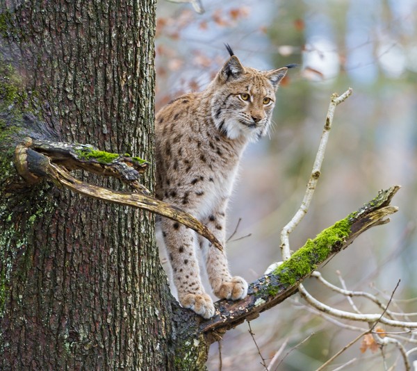 LYNX