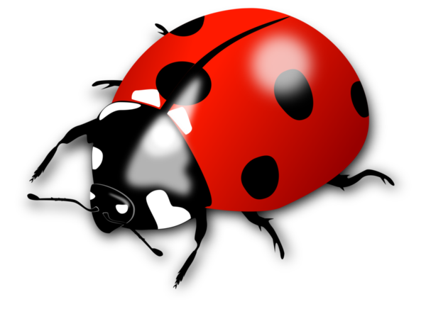 COCCINELLE 3