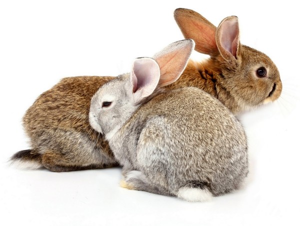 LAPINS