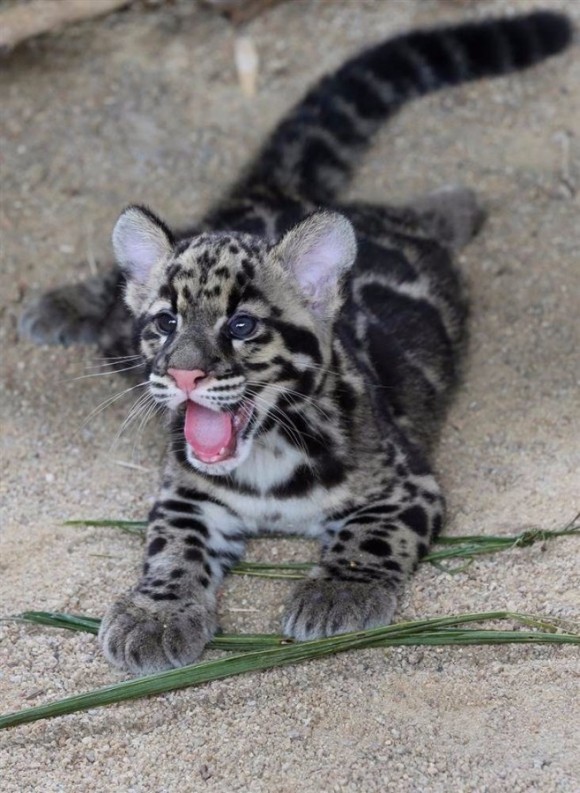 OCELOT