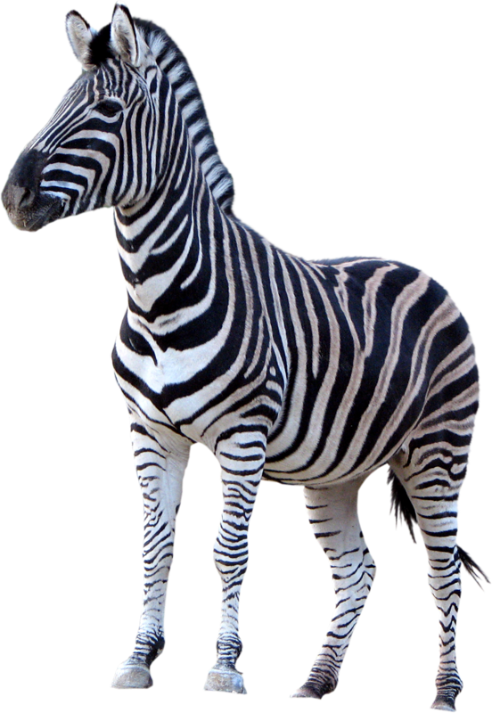 ZEBRE