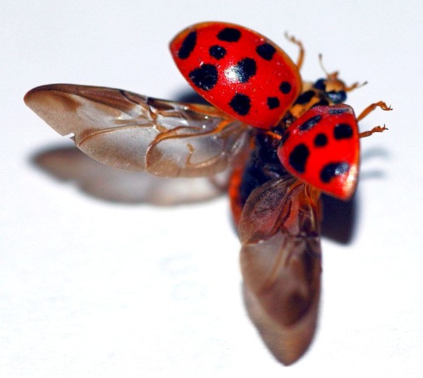 COCCINELLE