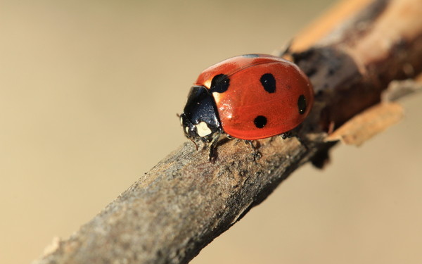 COCCINELLE