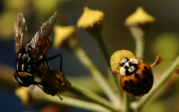 COCCINELLE