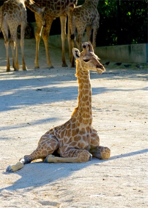 GIRAFE