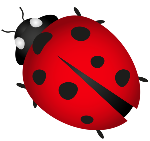 COCCINELLE 3