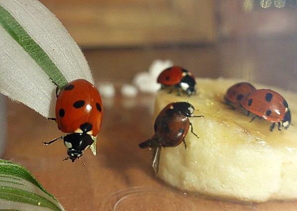 COCCINELLES 2