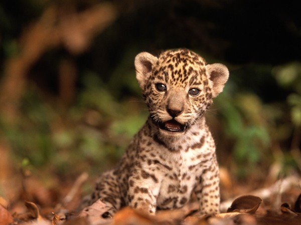 BEBE JAGUAR