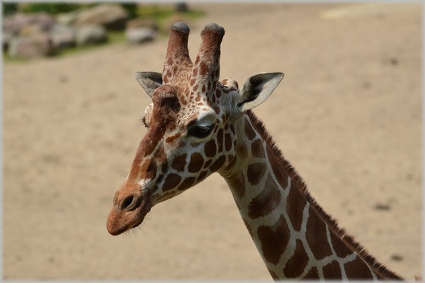 GIRAFE