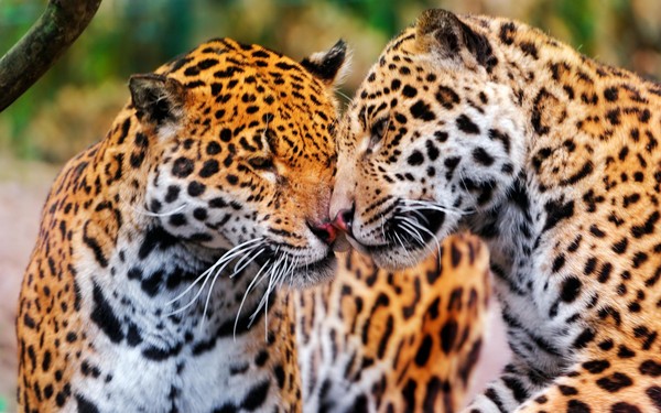 LEOPARDS