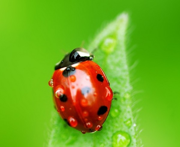 COCCINELLE