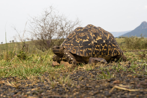 TORTUE