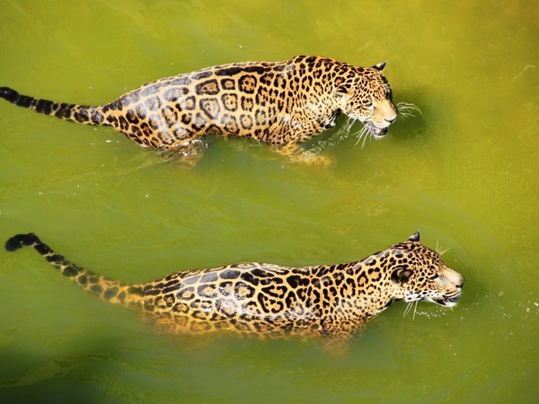 LEOPARDS