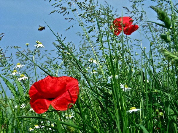 COQUELICOTS