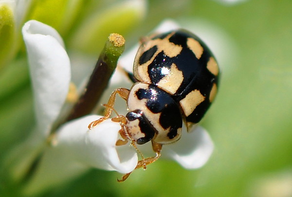 COCCINELLE