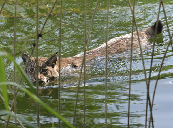 LYNX