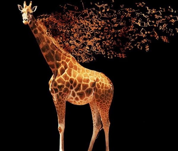 GIRAFE