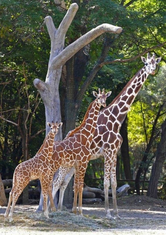 GIRAFES