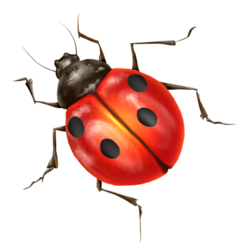 COCCINELLE 2