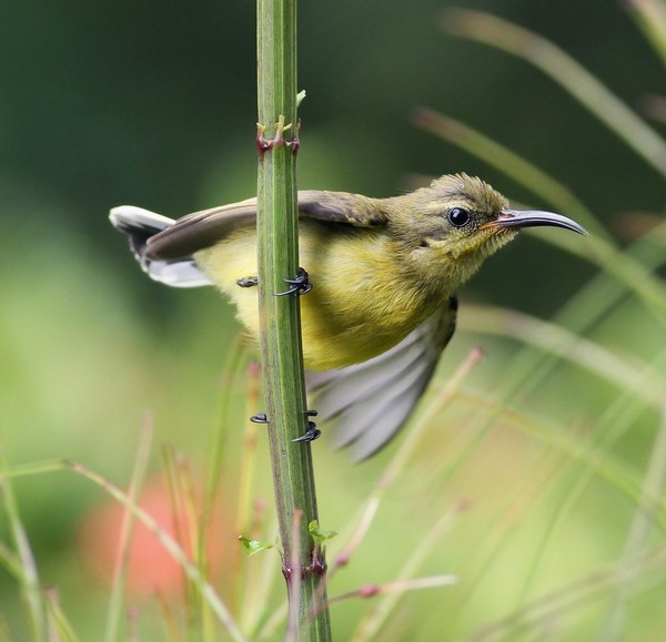 OISEAU