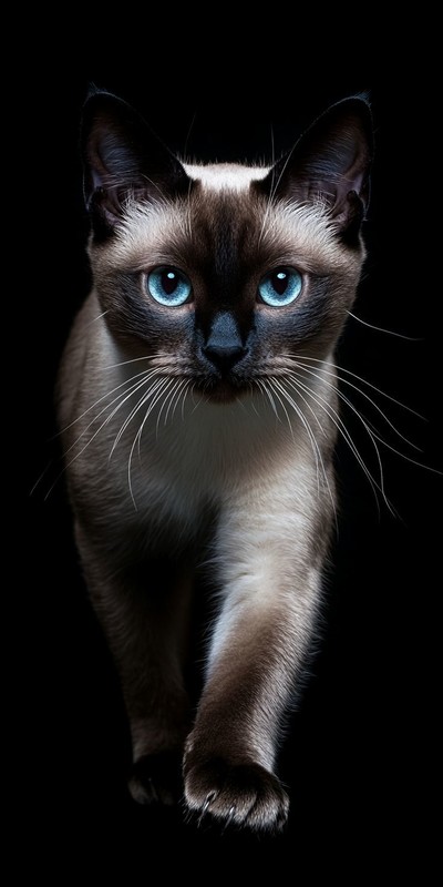 CHAT 7