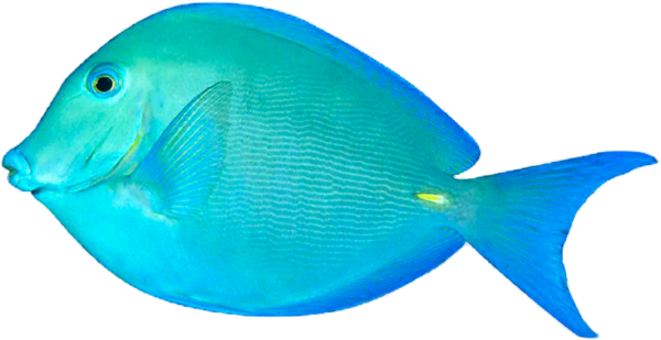 POISSON