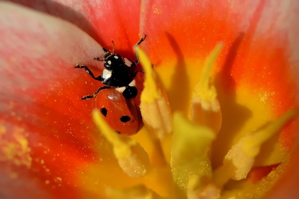 COCCINELLE