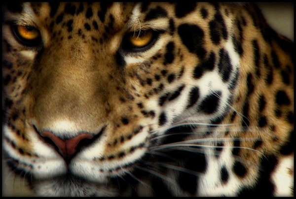 JAGUAR