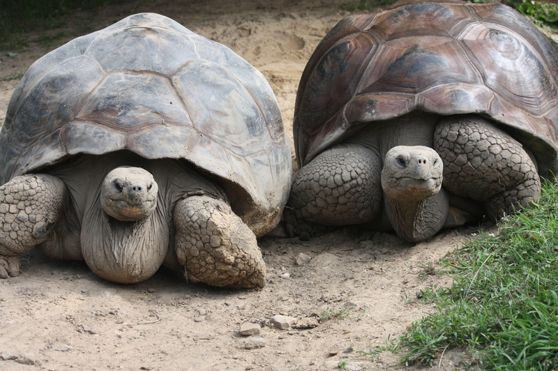 galapagos-tortoise-wallpapers-1.jpg