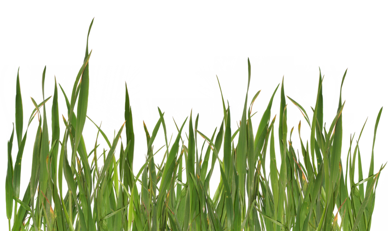 grass_PNG395.png