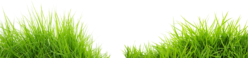 grass_PNG4936.png