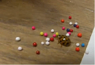 lady-bug-playing-with-sprinkles.gif