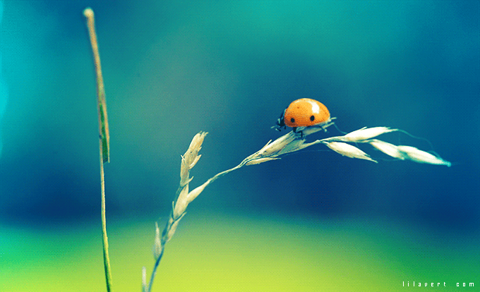 ladybug-cinemagraph.gif