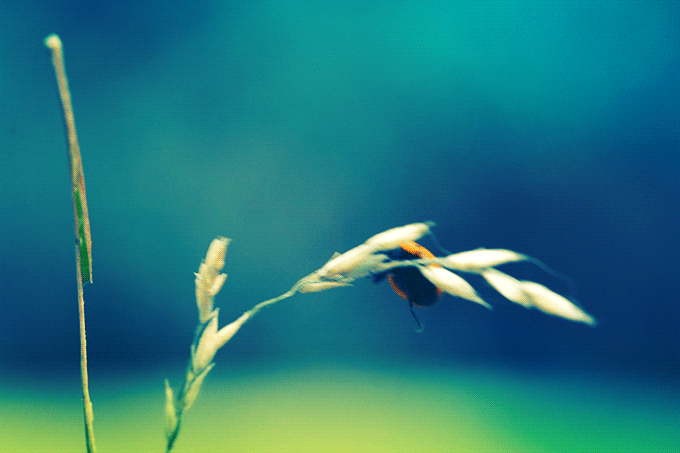 ladybug-in-the-wind-cinemagraph.gif