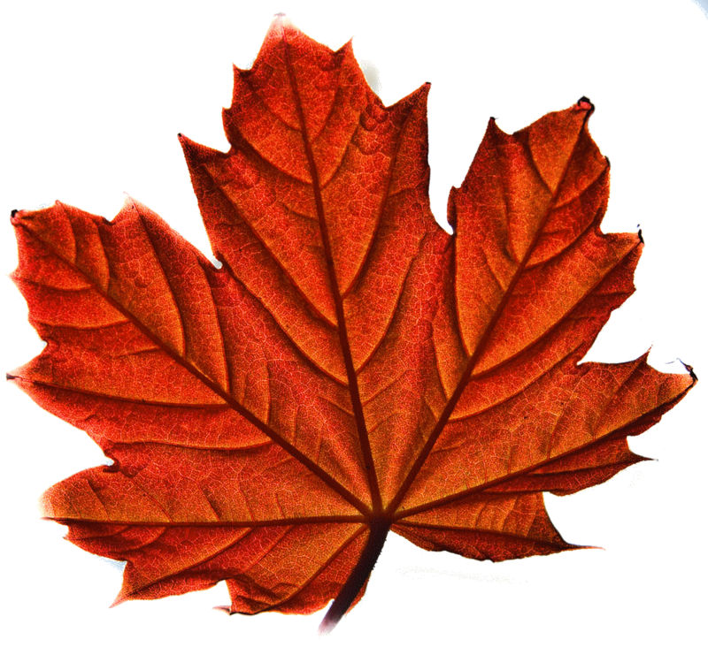 leaf-1-b3c021fa-0830-4d50-bdd6-814947eb6320.png