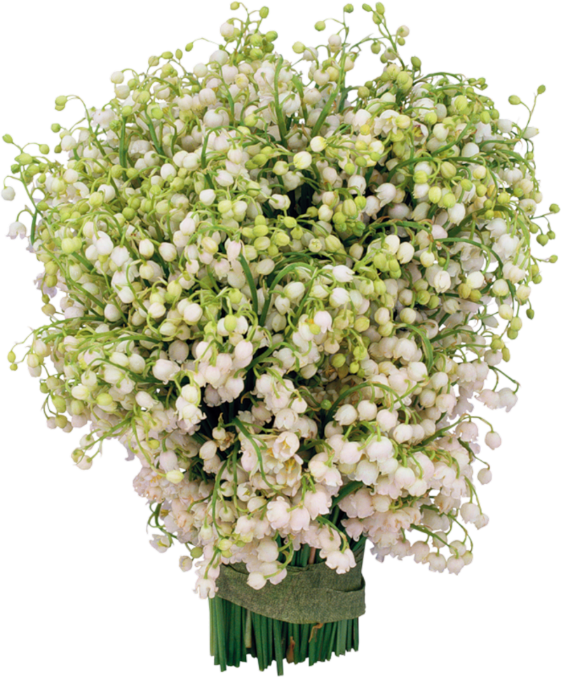 lily-of-the-valley-335215_1280.png