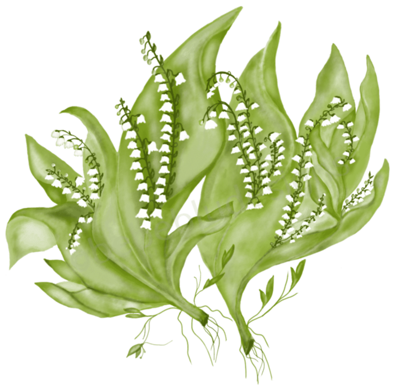 lily-of-the-valley-fixed-1024x1013.png